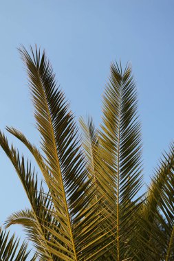 Mavi arkaplanda Akdeniz palmiyesinin keskin dalları var.