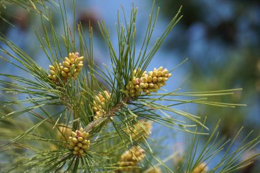 İlkbaharda çam ağacının dalındaki çam iğneleri arasında küçük kozalak tomurcukları.