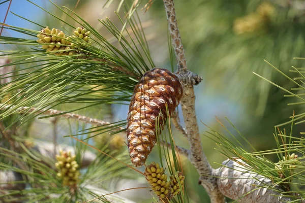 Old Brown Pine Cone Young Pine Buds Green Pine Treetop — Stock Photo, Image