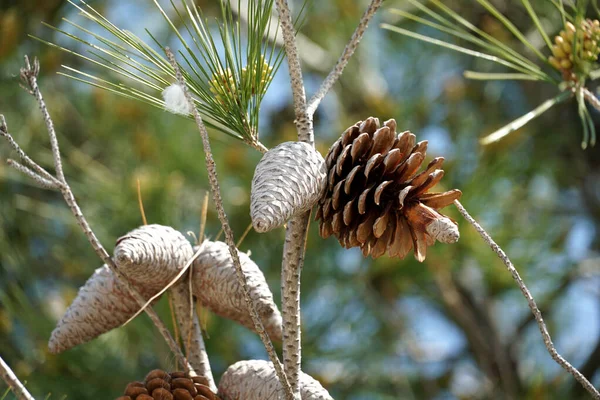 Mediterranean Pine Treetop Young Old Pine Cones Treetop Spring — Stock Photo, Image