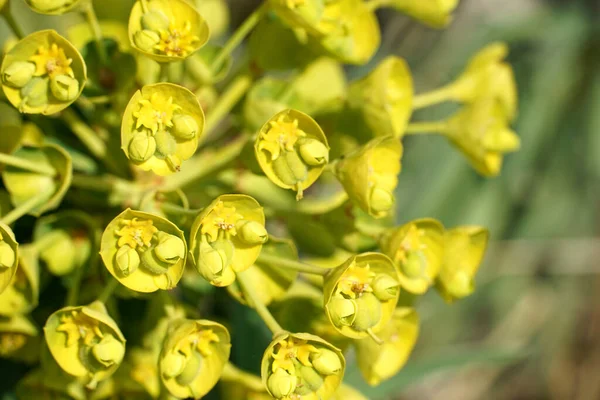 Hermosa Planta Llama Gran Ambrosía Amarilla Euphorbia Caracias Wulfenii — Foto de Stock