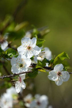 İlkbaharda yeşil bir arka planda güzel, sade beyaz çiçekleri olan vahşi meyve ağacının yeşeren dalları.