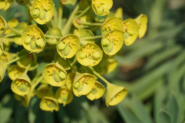 Euforbia Rigida Flores Amarillas Sobre Fondo Verde Borroso Jardín — Foto de Stock