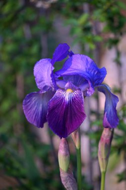 Güzel İris timsahı mavi iris çiçeği Hırvat ulusal çiçeği