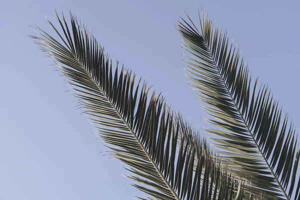 Tropischer Sommerhintergrund Mit Zwei Scharfen Palmblättern Die Direkt Den Himmel — Stockfoto