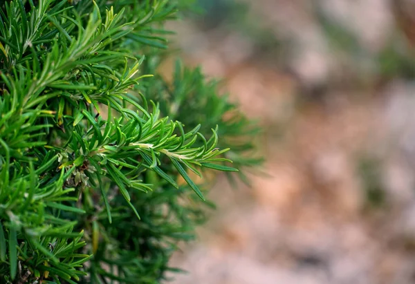 芳香的绿色地中海芳香迷迭香的幼枝 — 图库照片