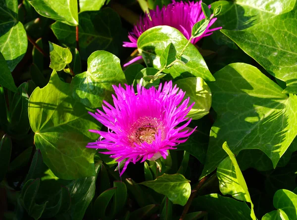 Pink Flower Delosperma Cooperi Plant Green Ivy Leaves Sunbeam — Stock Photo, Image