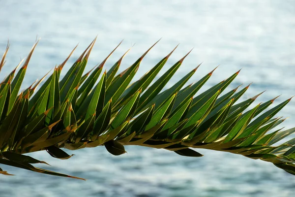Leaf Mediterranean Palm Damaged Pest Paysandisia Archon Front Sea Surface — Stock Photo, Image