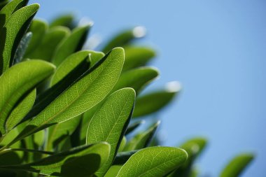 Mavi arkaplan üzerinde küçük damarları olan saydam yeşil yapraklar ücretsiz fotokopi alanı ve arkaplan ışığı