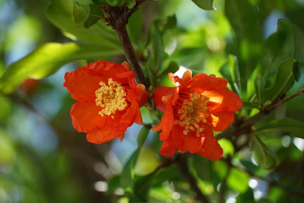 Fruta Romã Orgânica Ramo Floração Com Duas Flores Vermelhas Intensivas — Fotografia de Stock