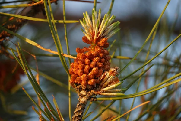 Small Cone Bud Pine Sharp Needles Top Tree Top — Stock Photo, Image