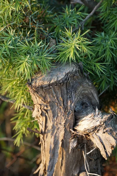 树桩被森林云杉植物锋利的针头环绕的一种古老的木制树桩 — 图库照片