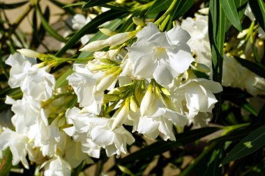 Yazın beyaz bir zakkum çalısı üzerinde çiçek açan güzel bir dal