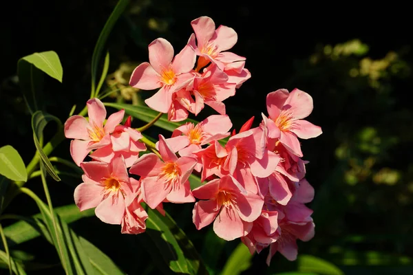 Delicate Light Pink Oleander Flowers Lit Sun Summer Day Dark — Stock Photo, Image