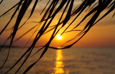 Palm yaprakları yaz tatilinde deniz batımının önünde.