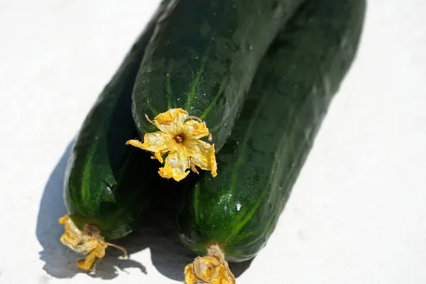 Homemade Natural Organically Grown Green Cucumbers Yellow Flower Top — Foto Stock