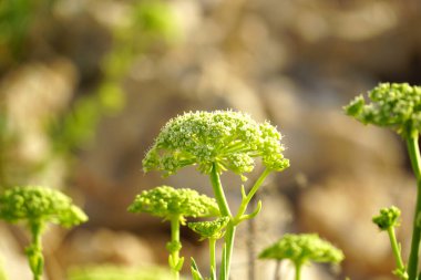 Crithmum maritimum of Rock samphire or sea fennel, edible coastal plant