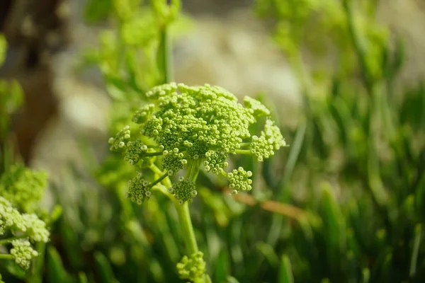 Green Buds Flower Head Rock Samphire Sea Fennel Motar Latin — Foto de Stock