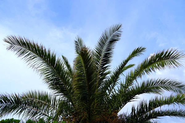 Long Green Sharp Branches Canarian Palm Phoenix Canariensis Tree Blue — Stockfoto
