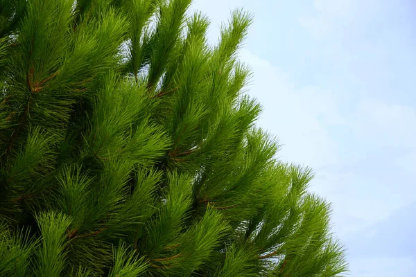 Green Twigs Needles Top Pine Tree Middle Summer — Stock Photo, Image