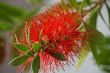 Gently unusual blossom of Callistemon or bottlebrush flower close up view