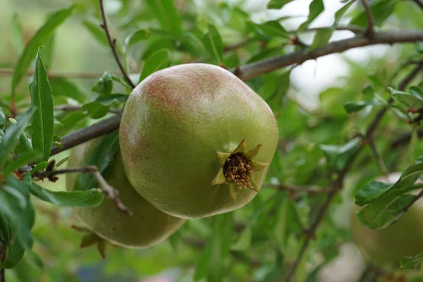 Ripe fruit of the exotic pomegranate or Punica Granatum fruit on the tree in the canopy