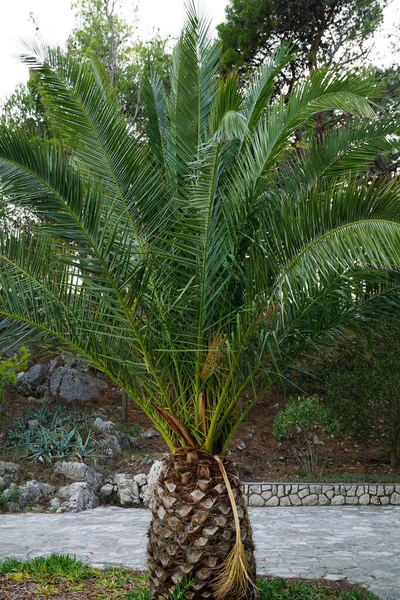 Palmera Grande Cikas Con Largas Hojas Verdes Paisaje Rural —  Fotos de Stock