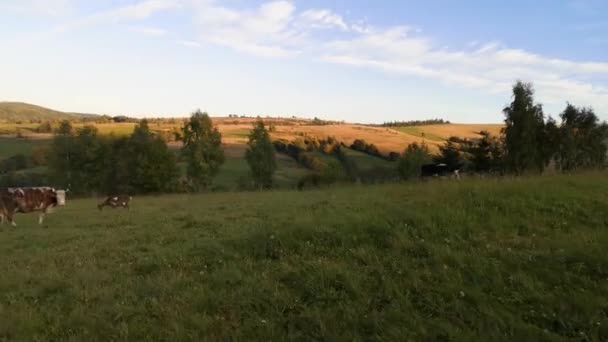 Suv Travels Autumn Carpathian Mountains — Stock Video