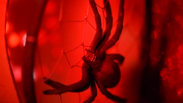 Czarny Pająk Pajęczynie Czerwonym Świetle Halloween — Wideo stockowe