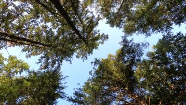 山林底景下的高大云杉 — 图库视频影像