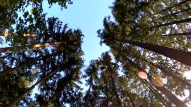 Dağ ormanı manzaralı uzun ladin ağaçları.