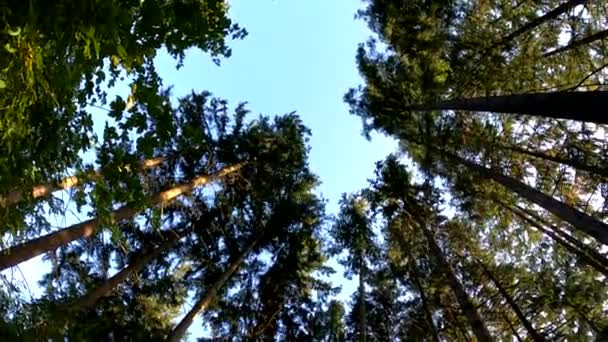 Hoge Sparren Bomen Een Bergwoud Bodemaanzicht — Stockvideo