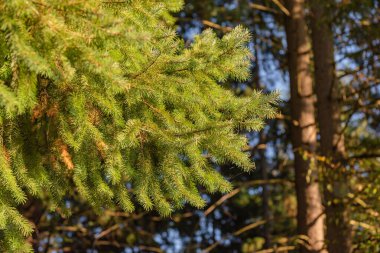 Dağ ormanı manzaralı uzun ladin ağaçları.