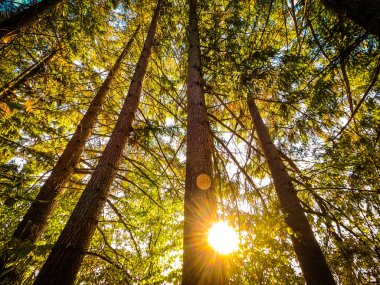 Dağ ormanı manzaralı uzun ladin ağaçları.