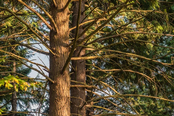 Arbori Înalți Molid Într Vedere Jos Pădurii Munte — Fotografie, imagine de stoc