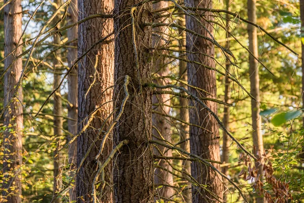 Wysokie Świerki Drzew Górskim Lesie Widok Dno — Zdjęcie stockowe