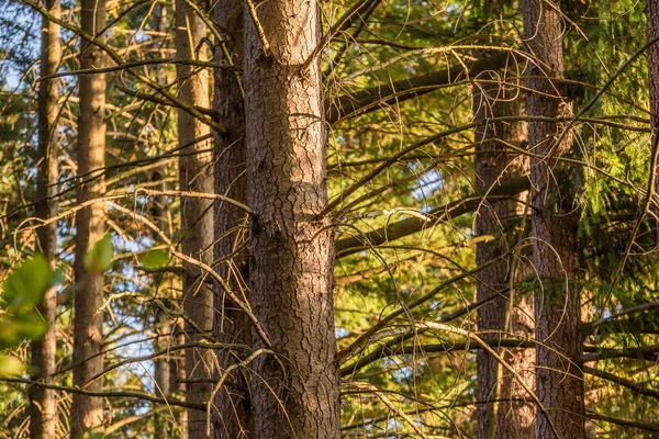 Arbori Înalți Molid Într Vedere Jos Pădurii Munte — Fotografie, imagine de stoc