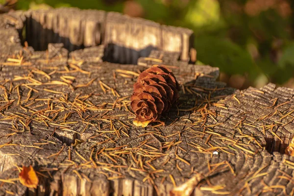 Lucfenyőtoboz Fekszik Egy Fatönkön Erdőben — Stock Fotó