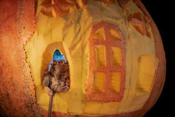 Halloween Geschnitzte Kürbisburg Mit Ratte — Stockfoto