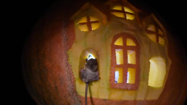 カボチャの城の窓のマウス — ストック動画