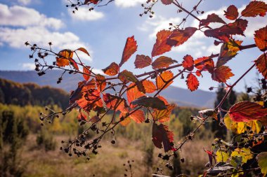 Sonbahar Karpat Dağları 'nın manzarası