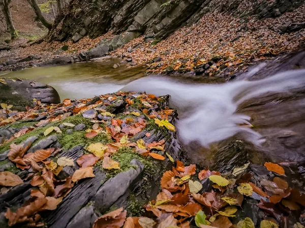 Gebirgsfluss Karpatenwald — Stockfoto