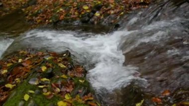 Karpat ormanındaki dağ nehri.