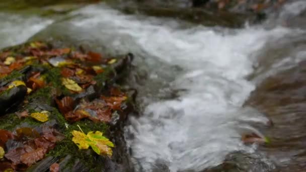 Gebirgsfluss Karpatenwald — Stockvideo