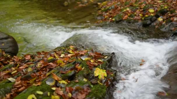 Rivière Montagne Dans Forêt Des Carpates — Video