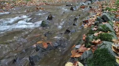 Karpat ormanındaki dağ nehri.