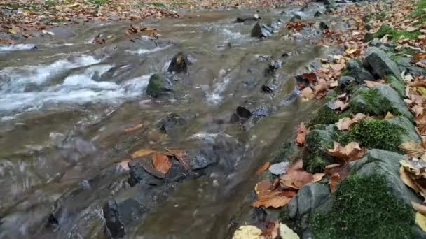 Горная Река Карпатском Лесу — стоковое видео