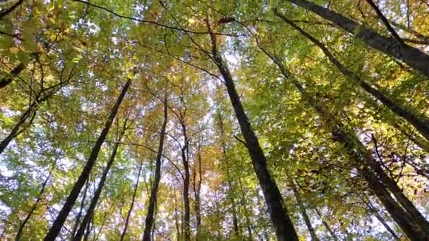 Górskim Jesiennym Lesie Karpat — Wideo stockowe