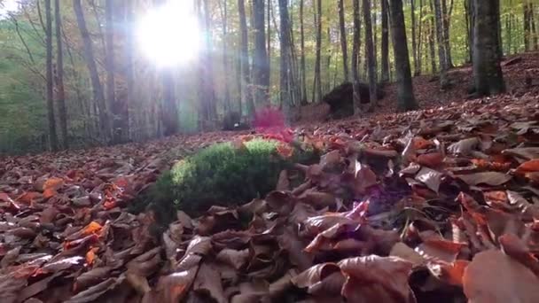 Nella Foresta Montana Autunnale Dei Carpazi — Video Stock