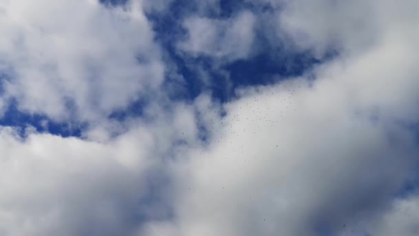 Ένα Σμήνος Από Γλάρους Πετούν Ψηλά Στον Ουρανό — Αρχείο Βίντεο